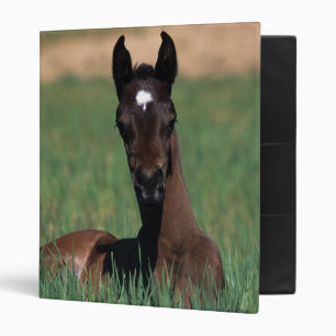 Arab Foal Laying Down Binder
