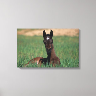Arab Foal Laying Down Canvas Print