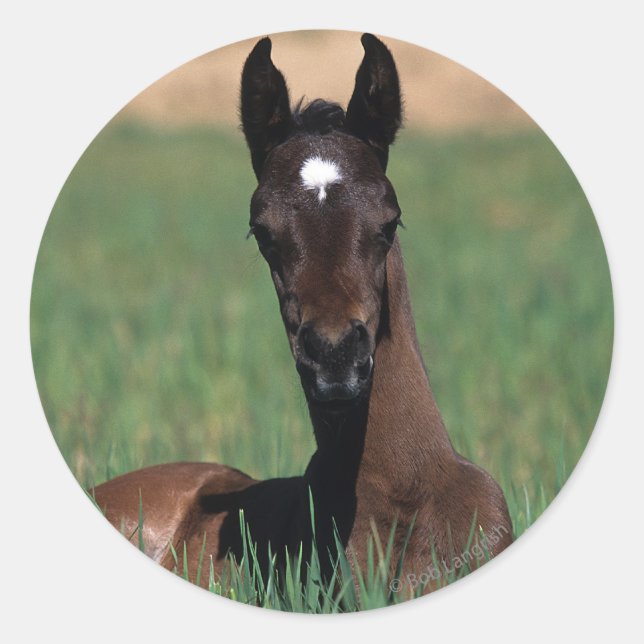 Arab Foal Laying Down Classic Round Sticker (Front)
