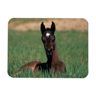 Arab Foal Laying Down Magnet