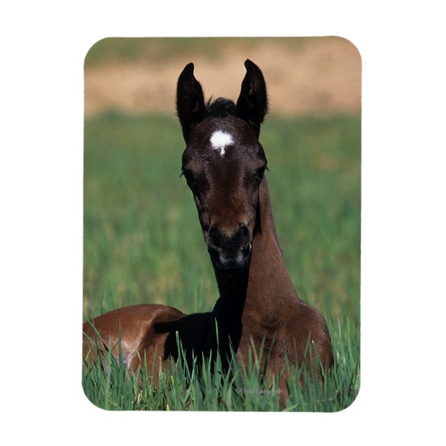 Arab Foal Laying Down Magnet (Vertical)