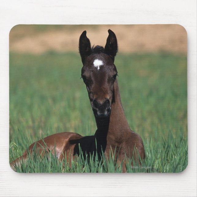 Arab Foal Laying Down Mouse Pad (Front)