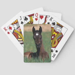 Arab Foal Laying Down Playing Cards