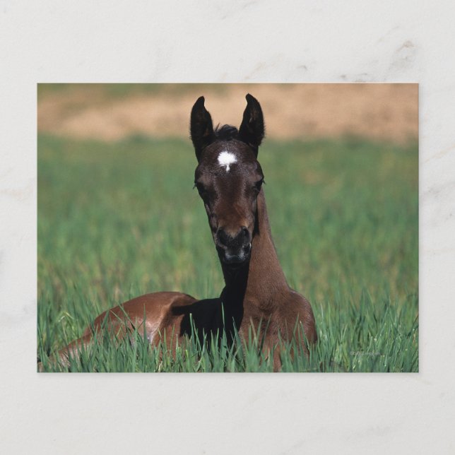 Arab Foal Laying Down Postcard (Front)