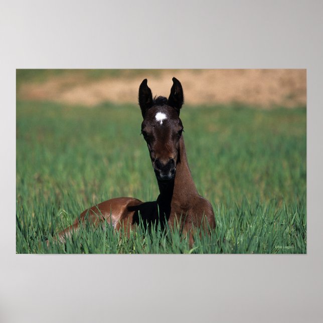 Arab Foal Laying Down Poster (Front)