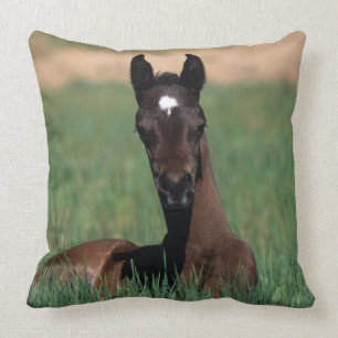 Arab Foal Laying Down Throw Pillow