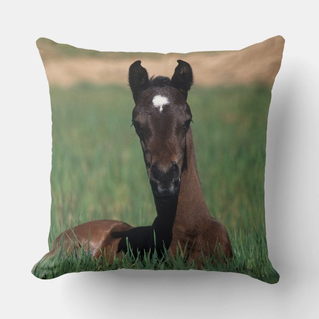 Arab Foal Laying Down Throw Pillow (Front)