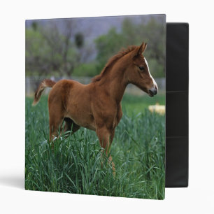 Arab Foal Standing Binder