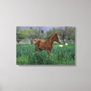 Arab Foal Standing Canvas Print