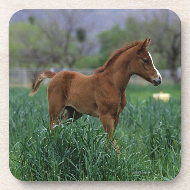 Arab Foal Standing Coaster (Front)