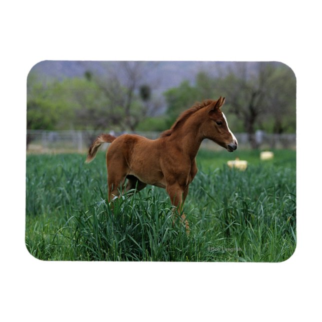Arab Foal Standing Magnet (Horizontal)