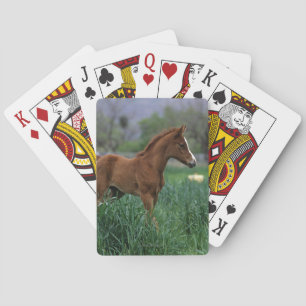 Arab Foal Standing Playing Cards
