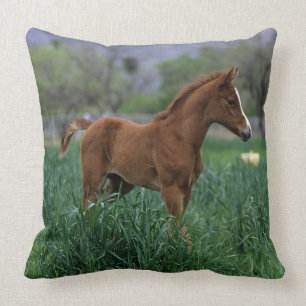 Arab Foal Standing Throw Pillow