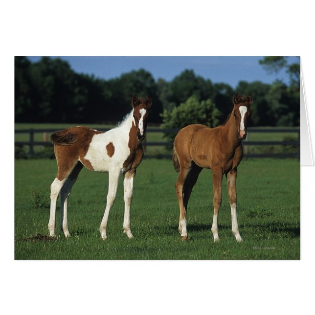 Arab Foals Standing in Grassy Field (Front Horizontal)