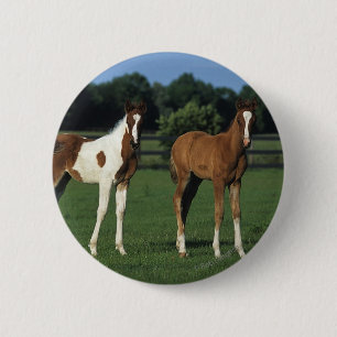 Arab Foals Standing in Grassy Field 2 Inch Round Button