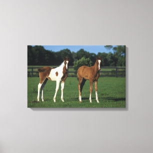 Arab Foals Standing in Grassy Field Canvas Print