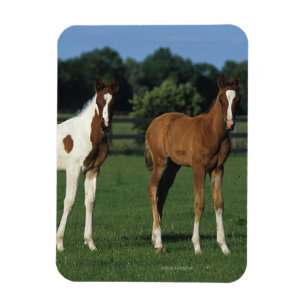 Arab Foals Standing in Grassy Field Magnet