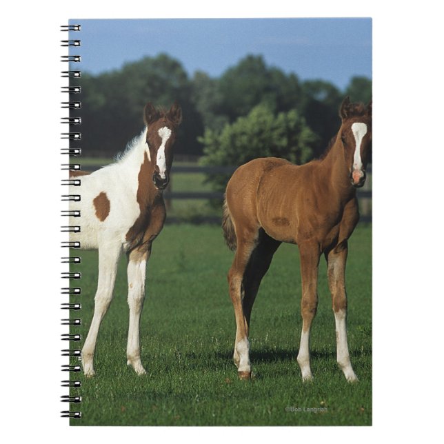 Arab Foals Standing in Grassy Field Notebook (Front)