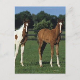 Arab Foals Standing in Grassy Field Postcard
