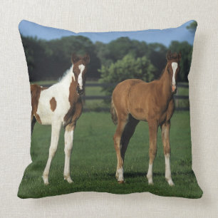 Arab Foals Standing in Grassy Field Throw Pillow