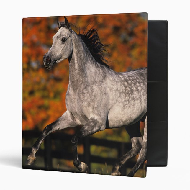 Arab Horse: Autumn 1 Binder (Front/Inside)