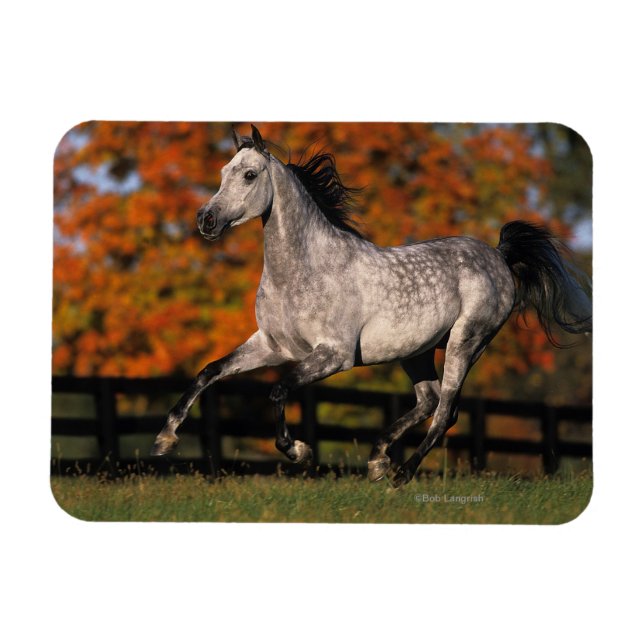 Arab Horse: Autumn 1 Magnet (Horizontal)
