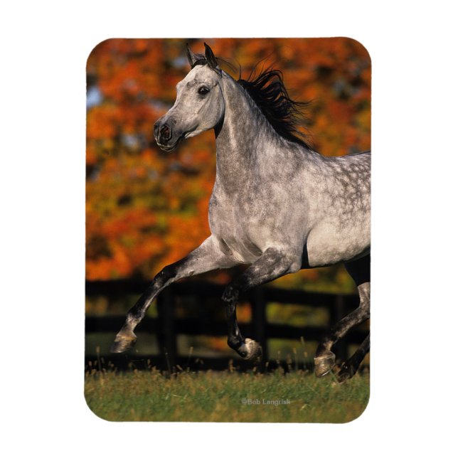 Arab Horse: Autumn 1 Magnet (Vertical)