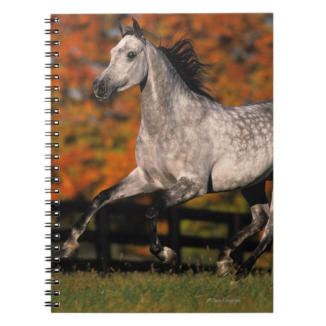Arab Horse: Autumn 1 Notebook (Front)