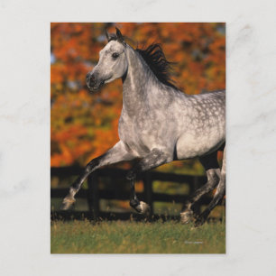 Arab Horse: Autumn 1 Postcard