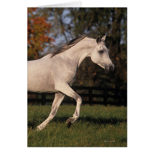 Arab Horse: Autumn 2 (Front)