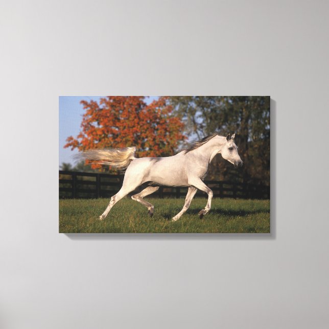 Arab Horse: Autumn 2 Canvas Print (Front)
