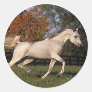Arab Horse: Autumn 2 Classic Round Sticker
