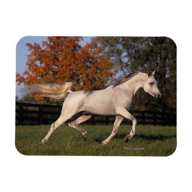 Arab Horse: Autumn 2 Magnet (Horizontal)