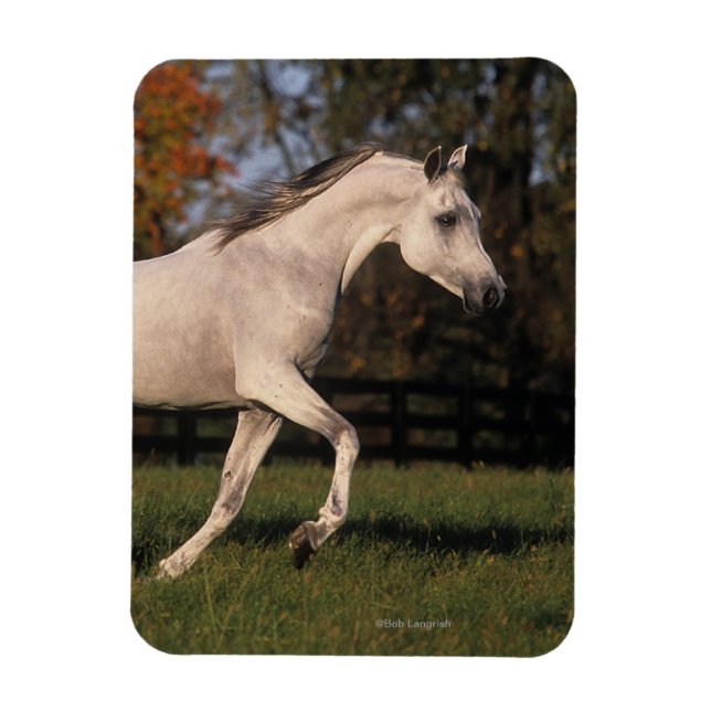 Arab Horse: Autumn 2 Magnet (Vertical)