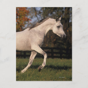 Arab Horse: Autumn 2 Postcard