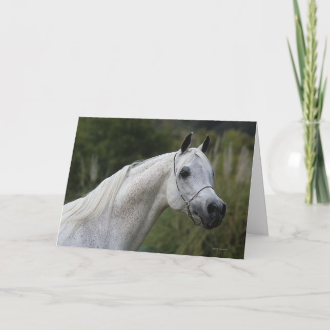 Arab Horse Headshot 1 Card (Front)