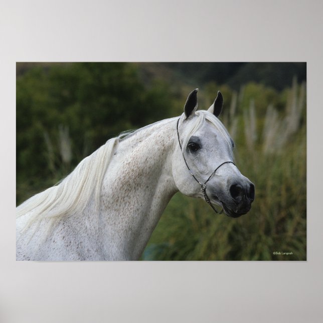 Arab Horse Headshot 1 Poster (Front)