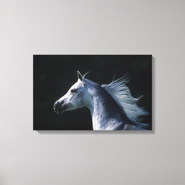 Arab Horse Headshot 2 Canvas Print (Front)