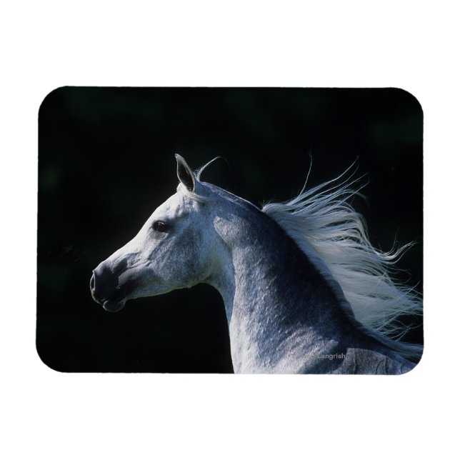 Arab Horse Headshot 2 Magnet (Horizontal)