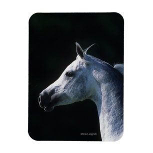 Arab Horse Headshot 2 Magnet