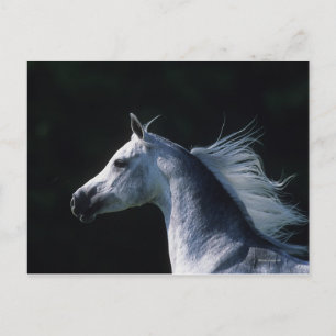 Arab Horse Headshot 2 Postcard