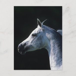 Arab Horse Headshot 2 Postcard