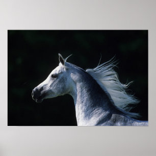 Arab Horse Headshot 2 Poster