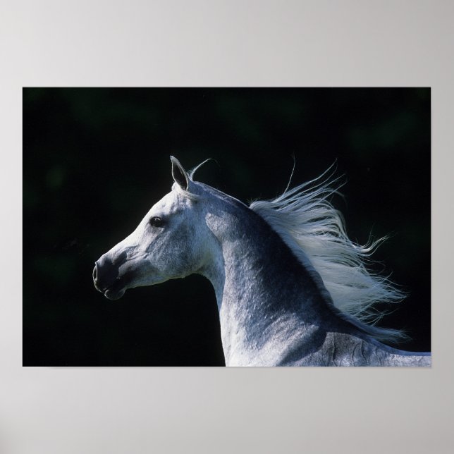 Arab Horse Headshot 2 Poster (Front)