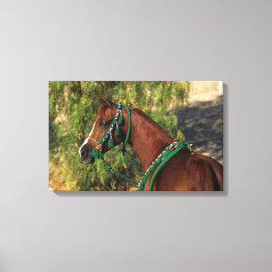 Arab Horse Headshot with Bridle Canvas Print
