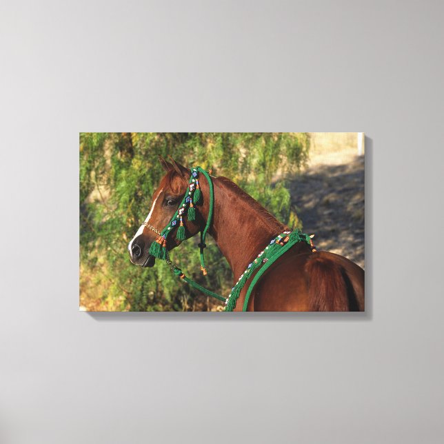 Arab Horse Headshot with Bridle Canvas Print (Front)