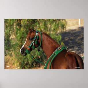 Arab Horse Headshot with Bridle Poster