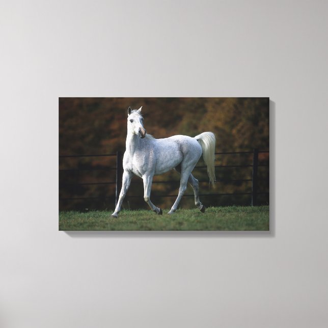 Arab Horse Running 1 Canvas Print (Front)