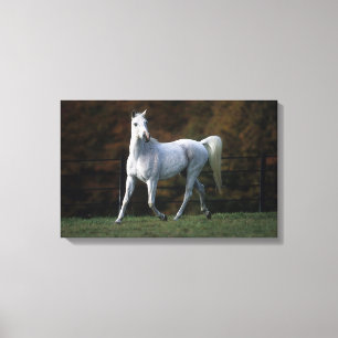 Arab Horse Running 1 Canvas Print