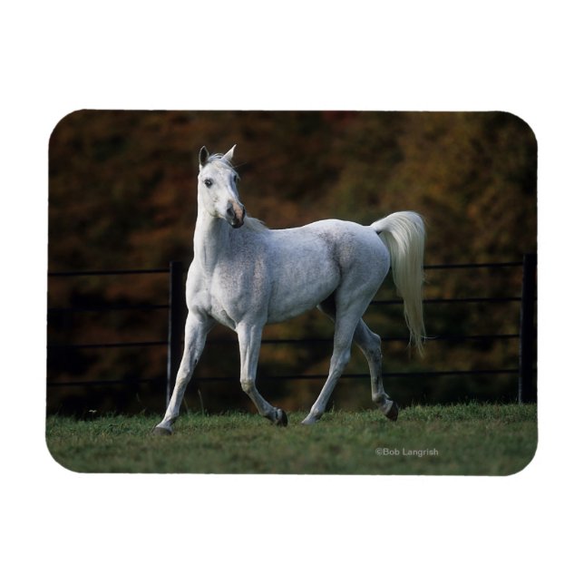 Arab Horse Running 1 Magnet (Horizontal)